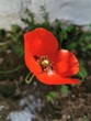 Red poppy on a natural background.Red poppy in the natural environment