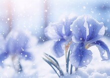 Light Blue Irises In The Snow With Blurred Background, Winter, Nature, Photography, Soft, Pastel, Cold
