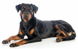 A relaxed Beauceron dog lies down, displaying its calm demeanor and fluffy tail against a seamless white background, illustrating the breed's gentle side.