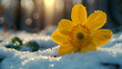 The First Spring Forest Flower in the Snow Close-Up
