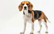 Directly facing the camera, this Beagle's expression exudes curiosity and approachability, ideal for pet-themed projects.