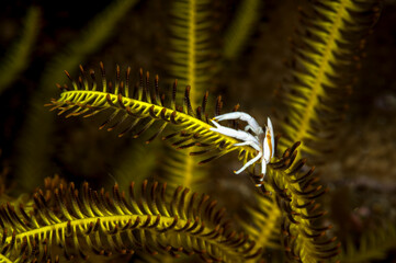 Wall Mural - A picture of a crinoid squat lobster