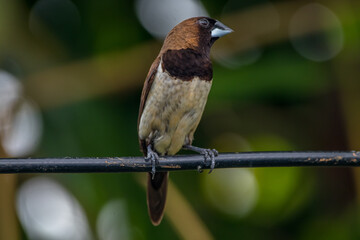 Wall Mural - The Javan munia (Lonchura leucogastroides) is a species of estrildid finch native to southern Sumatra, Java, Bali and Lombok islands in Indonesia.