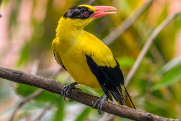 Wall Mural - The black-naped oriole is medium-sized and overall golden with a strong pinkish bill and a broad black mask and nape