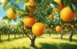 Ripe oranges on tree in orchard, closeup. Space for text