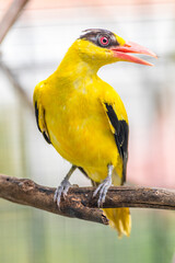 Wall Mural - The black-naped oriole is medium-sized and overall golden with a strong pinkish bill and a broad black mask and nape