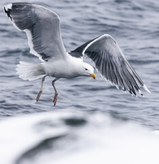 Wall Mural - seagull in flight