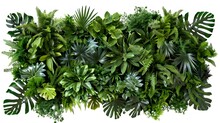 A Group Of Green Plants