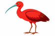 Red-naped ibis vector design.