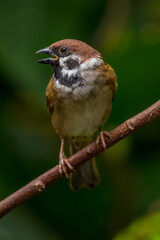 Wall Mural - The Eurasian tree sparrow (Passer montanus) is a passerine bird in the sparrow family with a rich chestnut crown and nape and a black patch on each pure white cheek