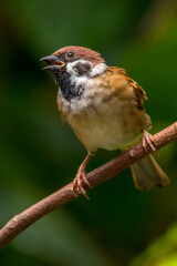 Wall Mural - The Eurasian tree sparrow (Passer montanus) is a passerine bird in the sparrow family with a rich chestnut crown and nape and a black patch on each pure white cheek