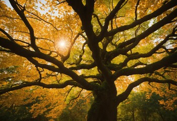 Wall Mural - autumn in the park