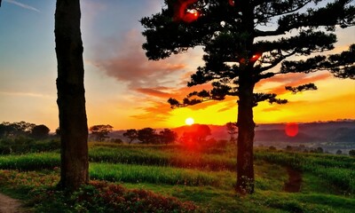 Wall Mural - sunset in the forest