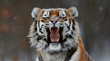 Close Up Of A Tiger Roaring