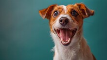 Brown And White Dog With Open Mouth