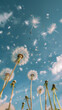 Peaceful image of dandelion seeds drifting through the sky against a backdrop of blue