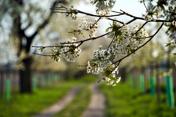 Sticker - Blooming white flowers of a fruit bush in spring