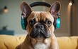Fawn French Bulldog with headphones sits on yellow couch