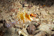 A picture of an hawkfish