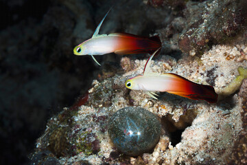 Wall Mural - A beautiful red fire goby