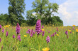 a flowery meadow with beautiful purple southern marsh orchids and yellow buttercups closeup
