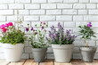 Different flowers in pots on white brick wall background