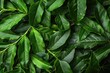 Fresh Aromatic Curry Leaves Close-Up. Essential Indian Ingredient with Fragrant and Aromatic Properties. 