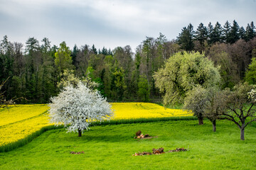 Wall Mural - Obstbäume und Rapsfelder im Frühjahr