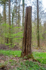 Poster - Frisch gefällte Bäume im Mischwald