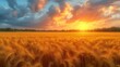 a field of wheat at sunset with the sun shining through the clouds and the sun shining down on the horizon.