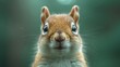 a close up of a squirrel's face with a blurry background and a blurry background behind it.