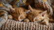 two tabby red baby cat sleeping in knitting blanket
