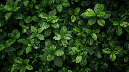 Poster - The ground is covered with tropical green leaves, view from directly above