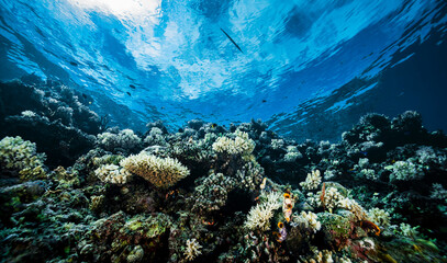 Wall Mural - A picture of the coral reef