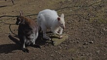 Close View Of An Albino Kangaroo Resting On A Sunny Day	
