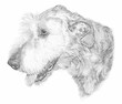 Irish Wolfhound Pen and Ink Portrait
