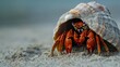 A hermit crab crawling inside a shell on the beach. 
