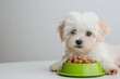 A small white puppy sits patiently next to a green bowl filled with dry dog food on a white background..