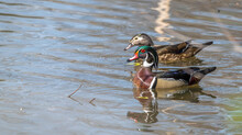 Male And Female Wood Ducks Swimming In A Pond.
