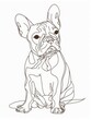 © Thomas - French Bulldog Sketch
