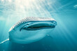 Whale Shark Rhincodon typus underwater