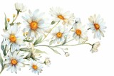 Delicate watercolor illustration of a charming daisy border, hand-drawn chamomile bouquet, rustic summer wildflower clipart