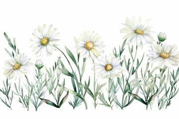 Wall Mural - Delicate watercolor illustration of a charming daisy border, hand-drawn chamomile bouquet, rustic summer wildflower clipart