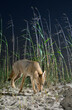 Coyote (Canis latrans) sniffing sand on a dune at night under starry sky, Galveston, Texas. 