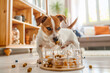 A Jack Russell Terrier engaging in a DIY food puzzle, cleverly extracting treats from a complex, hand-made contraption in a bright, airy living room.