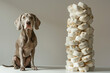 A Weimaraner posing next to a modern, artistic sculpture made entirely of dog treats, in a contemporary art gallery setting, challenging the boundaries of art and pet care.