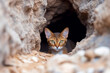 Abyssinian Cat Peeking from Behind Rocks