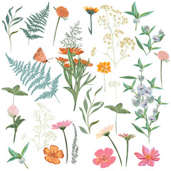 Poster - Collection of vector flowers and herbs for design