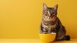 Cat sits near food bowl wallpaper background