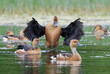 Fulvous Whistling Ducks (Dendrocygna bicolor) preening and interacting during migration, Galveston, Texas, USA.